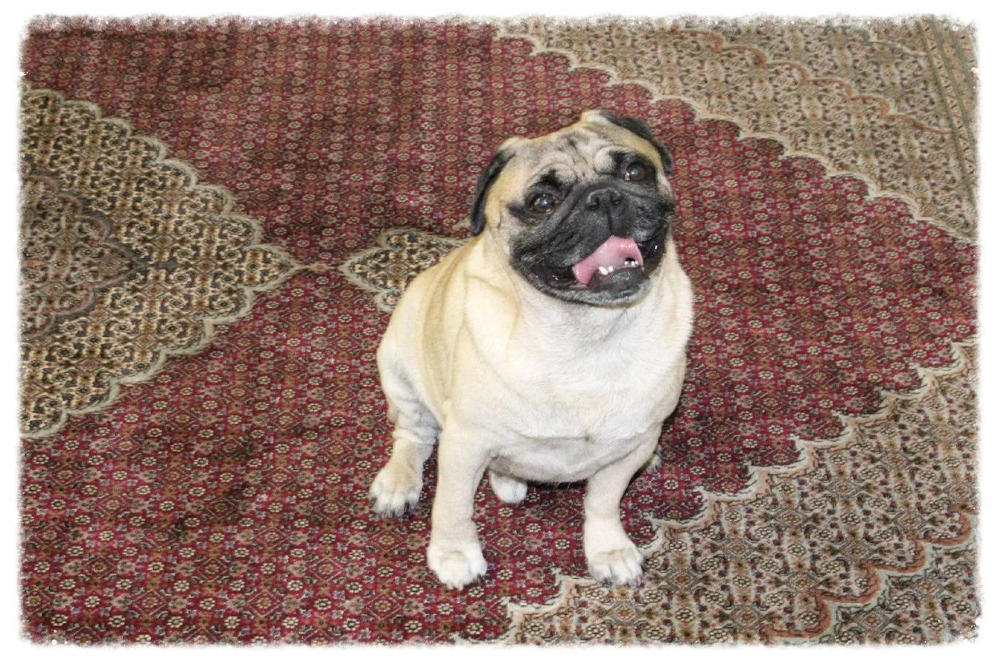 A pug sitting on a wool Oriental rug